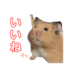 ハムスターの癒し（個別スタンプ：13）