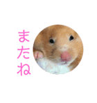 ハムスターの癒し（個別スタンプ：14）