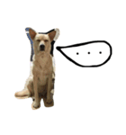 きららのひと言（個別スタンプ：1）