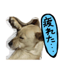 きららのひと言（個別スタンプ：5）