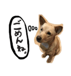 きららのひと言（個別スタンプ：10）