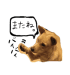 きららのひと言（個別スタンプ：12）