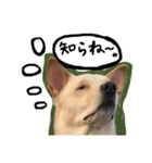 きららのひと言（個別スタンプ：14）