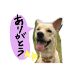 きららのひと言（個別スタンプ：15）