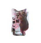 デグーのグゥちゃん☆（個別スタンプ：5）