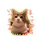 三毛猫ひめ ❤️ NO4（個別スタンプ：1）