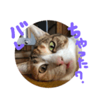 三毛猫ひめ ❤️ NO4（個別スタンプ：2）