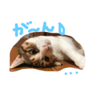 三毛猫ひめ ❤️ NO4（個別スタンプ：3）