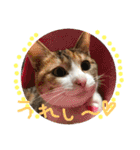 三毛猫ひめ ❤️ NO4（個別スタンプ：4）