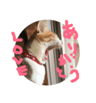 三毛猫ひめ ❤️ NO4（個別スタンプ：5）
