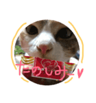 三毛猫ひめ ❤️ NO4（個別スタンプ：6）