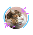 三毛猫ひめ ❤️ NO4（個別スタンプ：7）