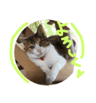 三毛猫ひめ ❤️ NO4（個別スタンプ：8）