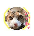 三毛猫ひめ ❤️ NO4（個別スタンプ：9）