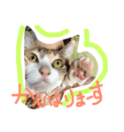 三毛猫ひめ ❤️ NO4（個別スタンプ：10）