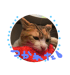 三毛猫ひめ ❤️ NO4（個別スタンプ：11）