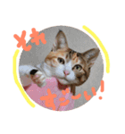 三毛猫ひめ ❤️ NO4（個別スタンプ：12）