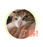 三毛猫ひめ ❤️ NO4（個別スタンプ：13）