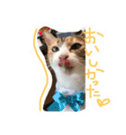 三毛猫ひめ ❤️ NO4（個別スタンプ：14）