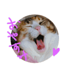 三毛猫ひめ ❤️ NO4（個別スタンプ：15）