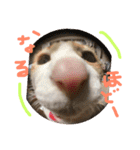 三毛猫ひめ ❤️ NO4（個別スタンプ：16）