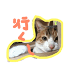 三毛猫ひめ ❤️ NO4（個別スタンプ：18）