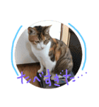 三毛猫ひめ ❤️ NO4（個別スタンプ：19）