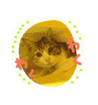 三毛猫ひめ ❤️ NO4（個別スタンプ：20）