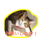 三毛猫ひめ ❤️ NO4（個別スタンプ：21）