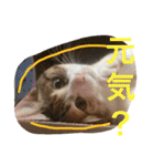 三毛猫ひめ ❤️ NO4（個別スタンプ：22）