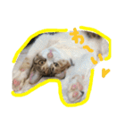 三毛猫ひめ ❤️ NO4（個別スタンプ：23）