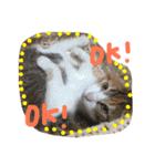 三毛猫ひめ ❤️ NO4（個別スタンプ：24）