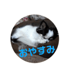白黒チワワのクロロ〜〜♡（個別スタンプ：2）