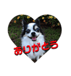 白黒チワワのクロロ〜〜♡（個別スタンプ：3）