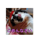 白黒チワワのクロロ〜〜♡（個別スタンプ：4）