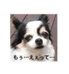 白黒チワワのクロロ〜〜♡（個別スタンプ：5）