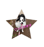白黒チワワのクロロ〜〜♡（個別スタンプ：6）
