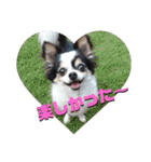 白黒チワワのクロロ〜〜♡（個別スタンプ：9）