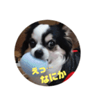 白黒チワワのクロロ〜〜♡（個別スタンプ：10）