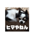 白黒チワワのクロロ〜〜♡（個別スタンプ：12）