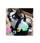 白黒チワワのクロロ〜〜♡（個別スタンプ：14）