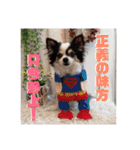 白黒チワワのクロロ〜〜♡（個別スタンプ：17）