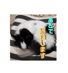 白黒チワワのクロロ〜〜♡（個別スタンプ：21）