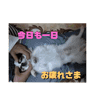 白黒チワワのクロロ〜〜♡（個別スタンプ：22）