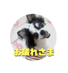 白黒チワワのクロロ〜〜♡（個別スタンプ：23）