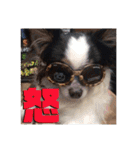 白黒チワワのクロロ〜〜♡（個別スタンプ：24）