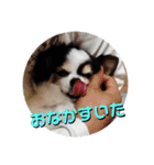 白黒チワワのクロロ〜〜♡（個別スタンプ：25）