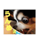 白黒チワワのクロロ〜〜♡（個別スタンプ：26）