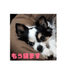 白黒チワワのクロロ〜〜♡（個別スタンプ：31）