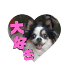 白黒チワワのクロロ〜〜♡（個別スタンプ：32）